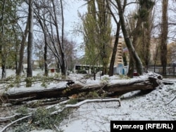 Величезна тополя впала біля Тролейбусного парку на вулиці Київській у Сімферополі, 27 листопада 2023 року