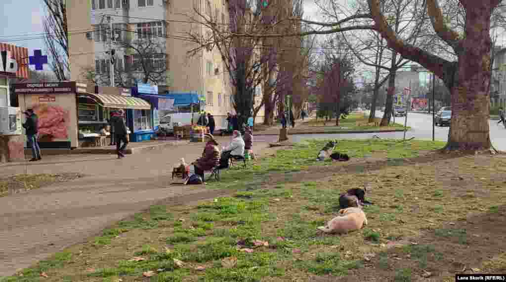 Пенсіонери продають домашню консервацію на вулиці Леніна. Вуличну торгівлю охороняють вуличні собаки