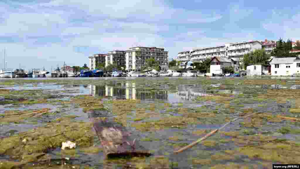 Вода в бухті цвіте і заростає водоростями