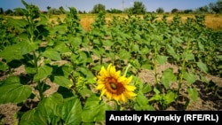 Подсолнечники в Украине. Иллюстративное фото