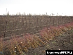 Саджанці персика в Маленькому