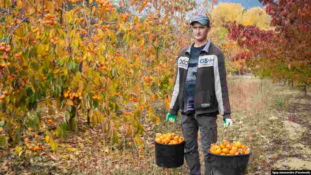 На землях &laquo;Масандри&raquo; росте не тільки виноград, але й фруктові дерева. Фото: 2019 рік​