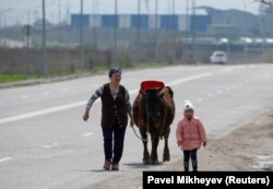 Сиыр жетектеп келе жатқан әйел. Алматы облысы. 2020 жылдың наурызы.