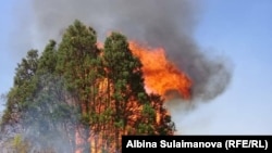 Алмалуу жайлауындағы өрт. 7 тамыз 2018 жыл