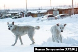 Бродячі собаки у Воронежі