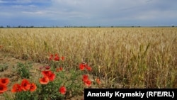 «Засушлива» Правда: степове кримське село у надзвичайному стані (фотогалерея)