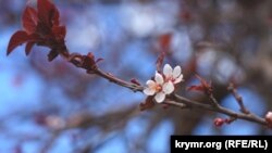 Повернення дітей і квітучі яблуні: Армянськ після скасування НС (фотогалерея)