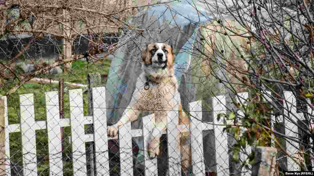 Суворий охоронець дивиться через паркан