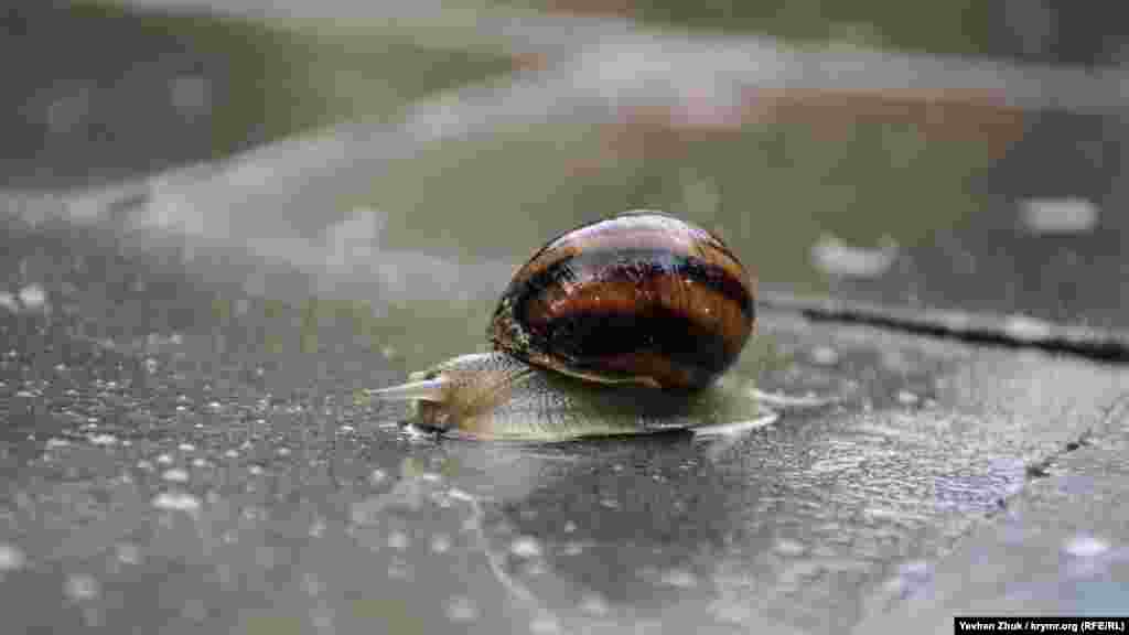 Равлик Helix pomatia&nbsp;Linnaeus, відоміший як виноградний равлик, перетинає тротуар